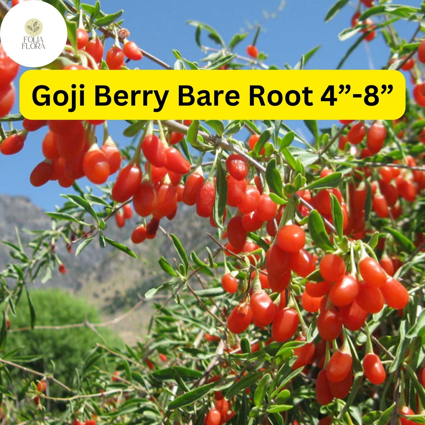 3 Bare Root Goji Berry Plants (Lycium barbarum) 4-8" | Nutrient-Rich Superfood Berries