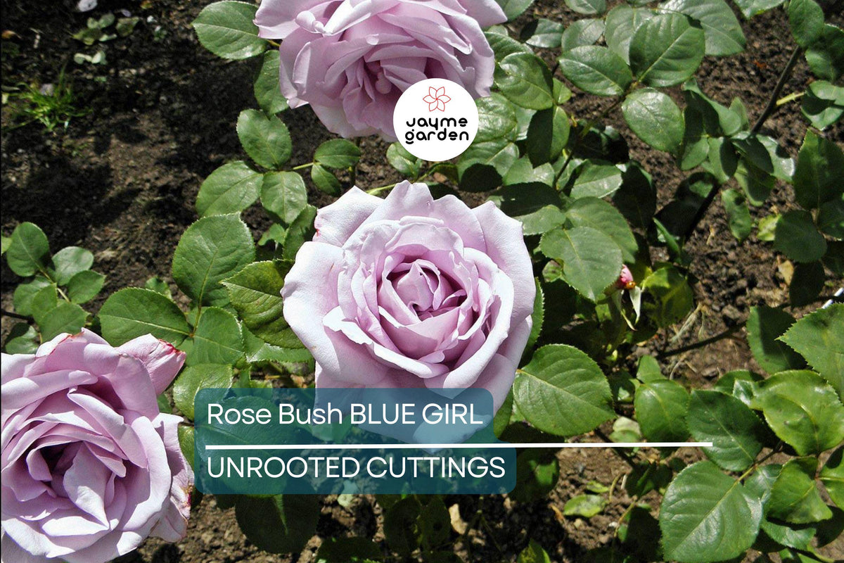 Blue Girl Rose Cuttings, 6" Unrooted, Lavender-Blue Blooms, Fragrant, Award-Winning, Rosa Blue Girl, Zones 5-9