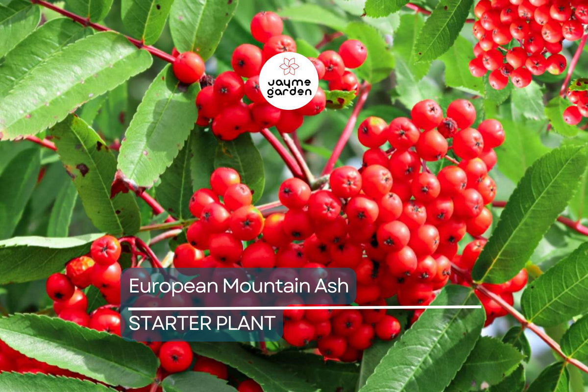 European Mountain Ash Tree 2-3 Ft Live Bare Root Plant | Ornamental Shade Tree | Sorbus aucuparia | Zones 2-9 | Attracts Birds