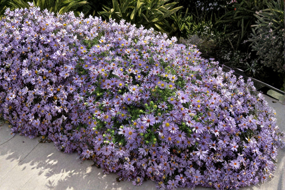 100 Seeds Aromatic Aster Perennial - Symphyotrichum oblongifolium - Drought-Tolerant, Pollinator Friendly, Fall-Blooming