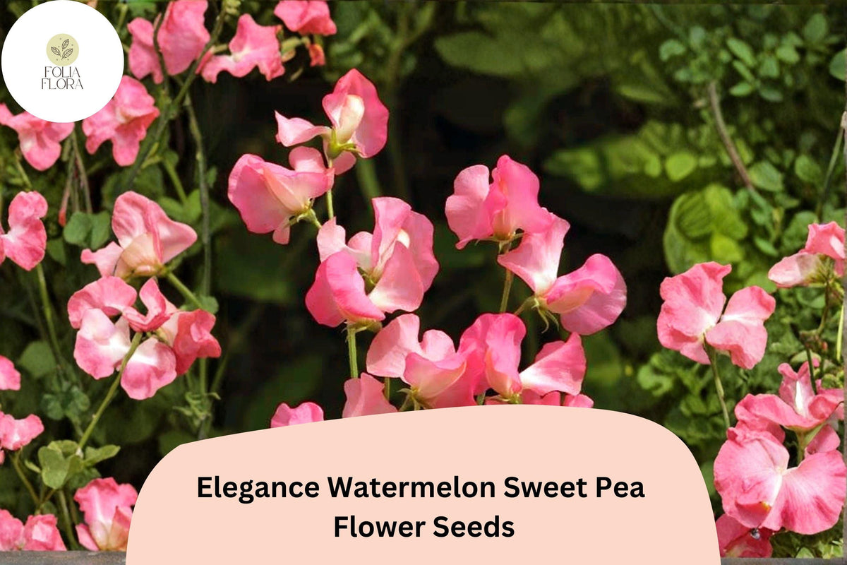 Sweet Pea Seeds | 50+ Elegance Watermelon Pink Bicolor | Lathyrus odoratus Climbing Vine for Garden Planting