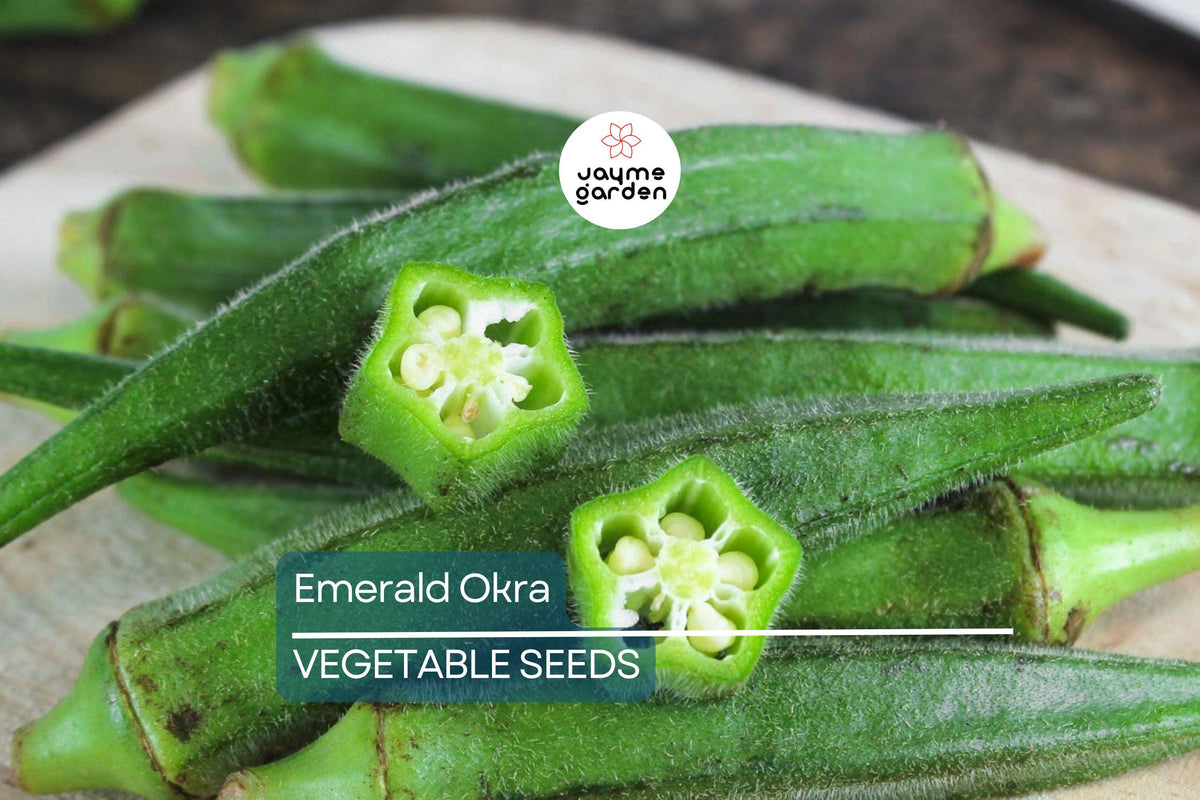 Emerald Okra Seeds - 100 Heirloom Non-GMO Seeds, Fast-Growing, High-Yield, Drought-Tolerant, Abelmoschus esculentus