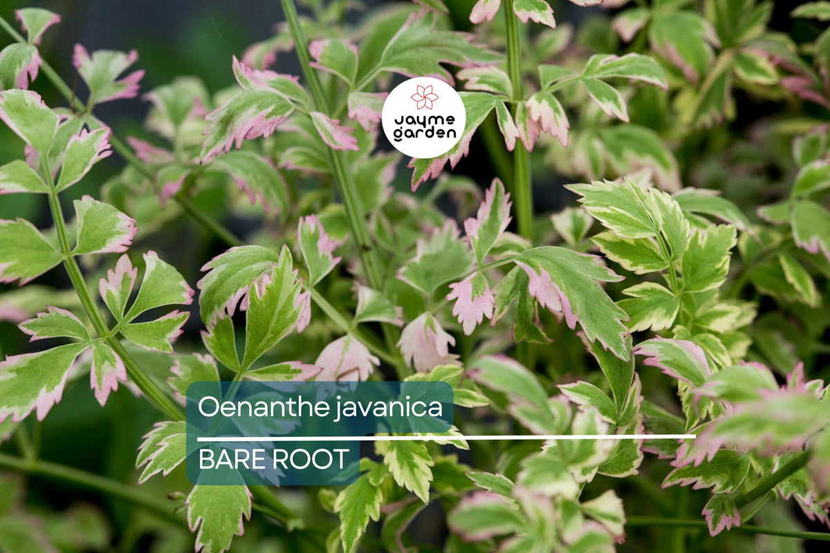 20 Bare Root Oenanthe Javanica (Water Celery) 5"-6", Minari, Korean Watercress, Edible Herb, Culinary Plant, Fresh Herb
