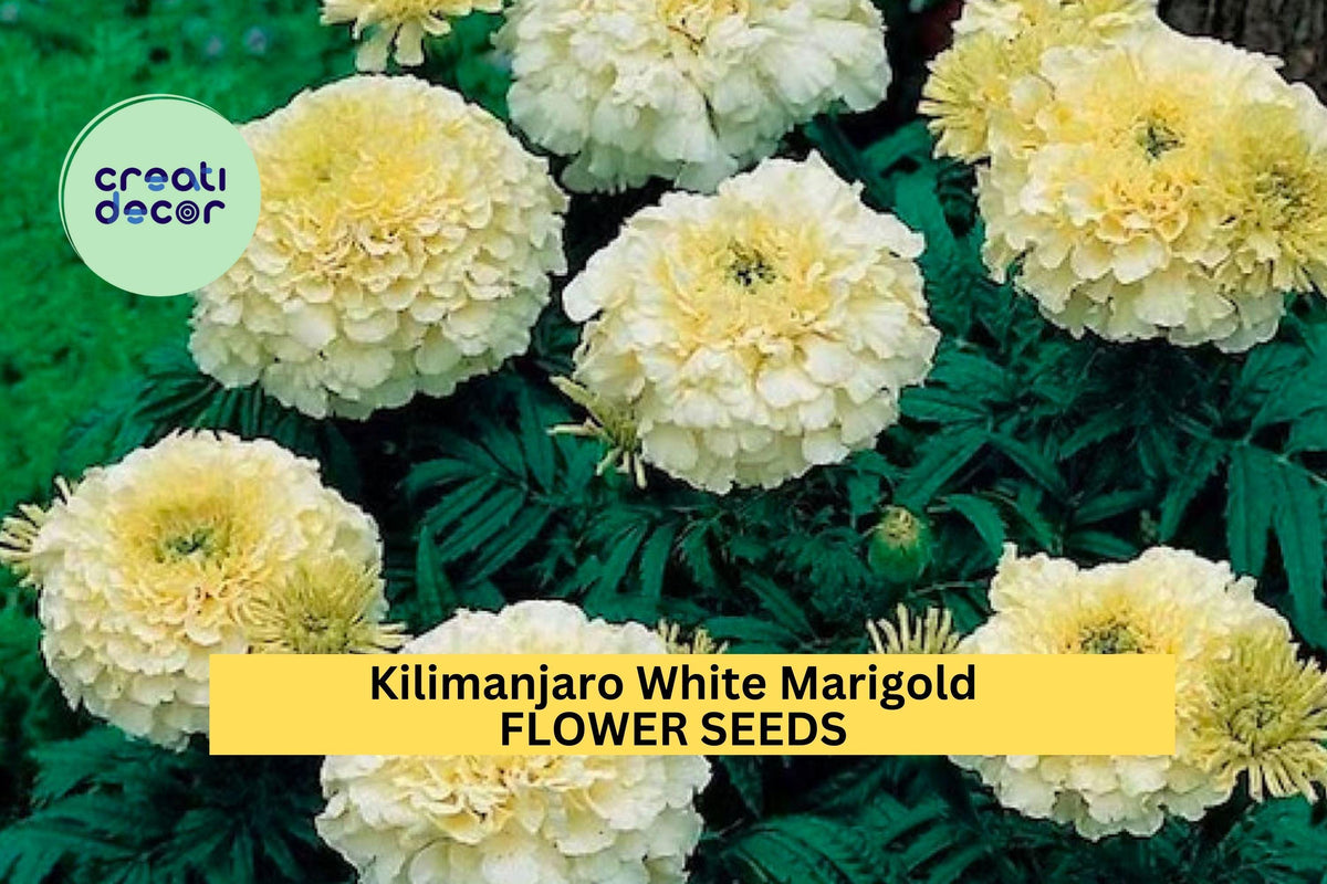 Kilimanjaro White Marigold Seeds – 25+ Creamy White Blooms, Heirloom Variety, Tagetes erecta for Garden Planting