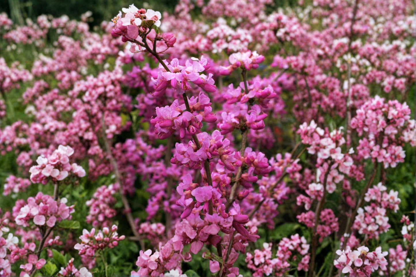 Cercis chinensis Chinese Redbud Tree Seeds – Ornamental Pink Flowering Deciduous Tree for Garden & Landscape