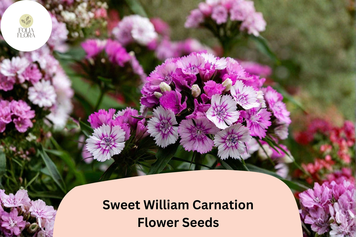 200+ Sweet William Carnation Seeds | Dianthus barbatus | Purple & White Fragrant Blooms