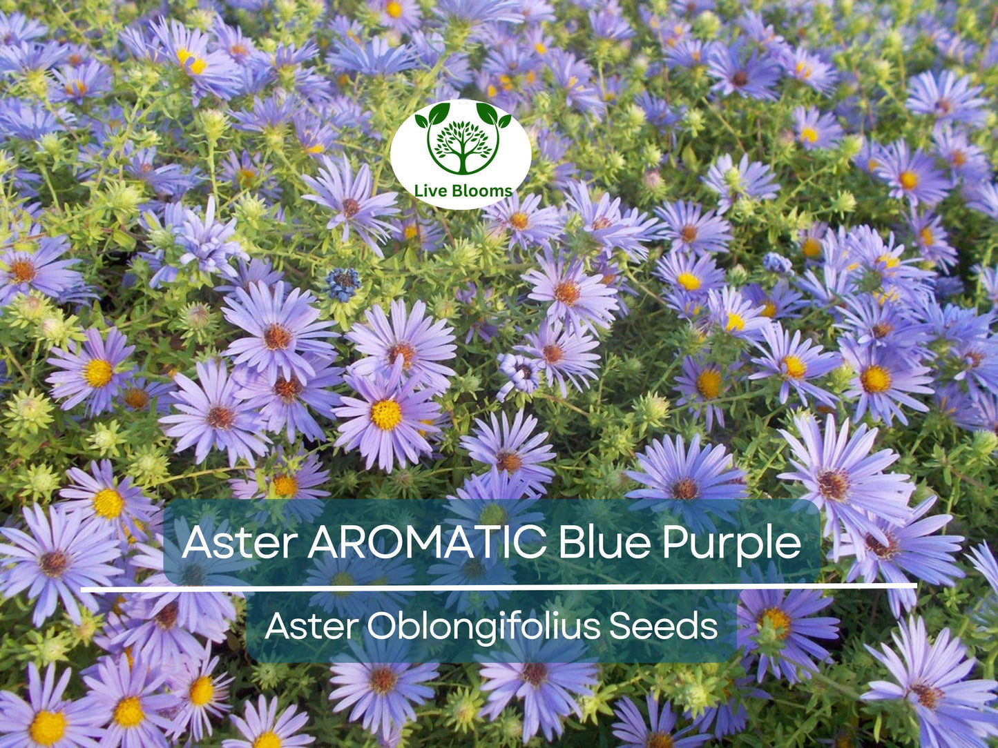 100 Aster AROMATIC Blue Purple Perennial Seeds - Heirloom, Non-GMO, Fragrant Fall Blooms