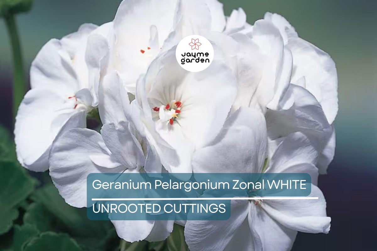 White Zonal Geranium Cuttings - 6" Unrooted Live Plant, Pelargonium zonale, Fast-Growing Flowering Perennial for USDA Zones 10-11