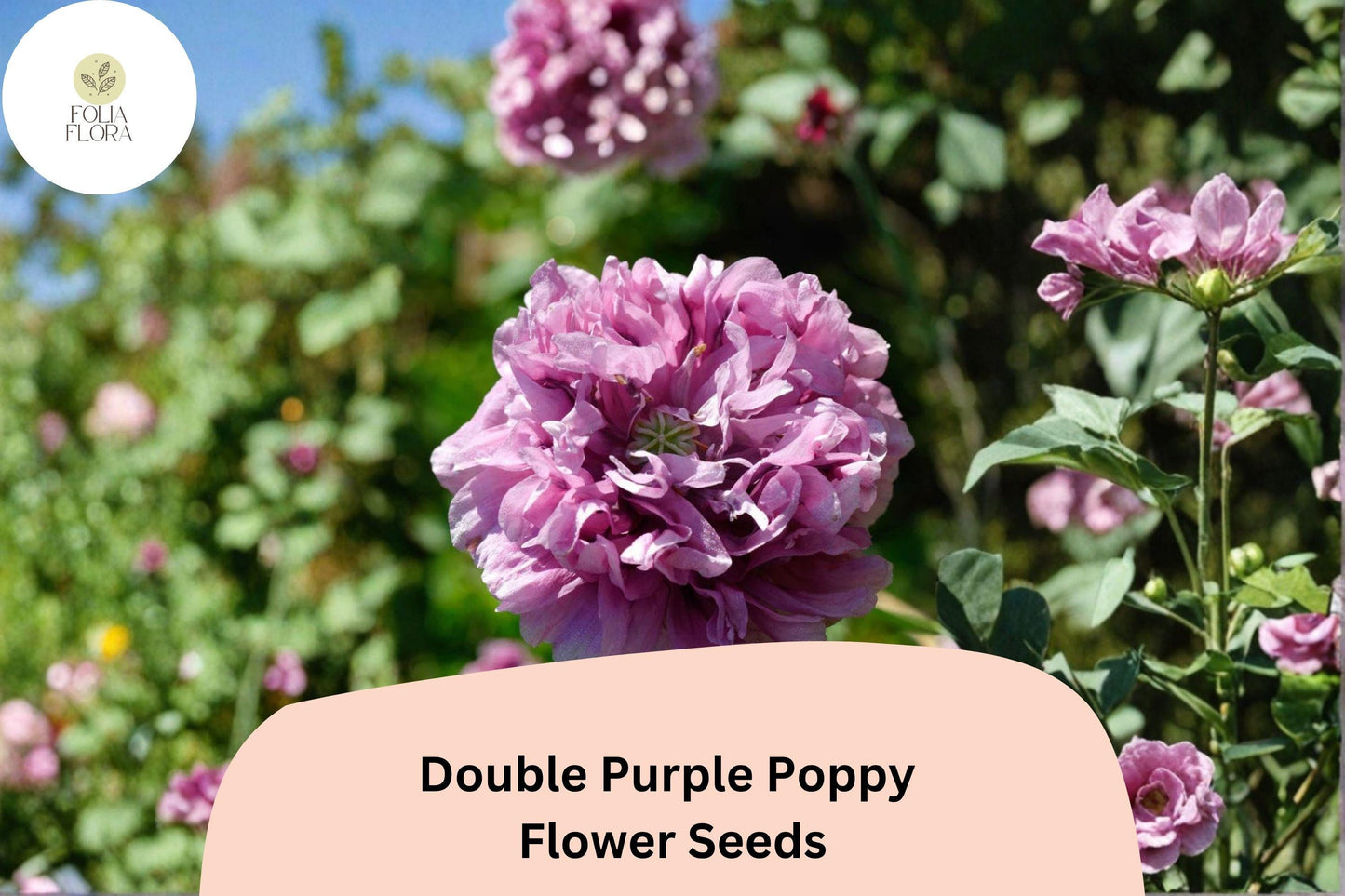 200+ Double Purple Poppy Seeds – Easy to Grow Annual with Frilled Violet Blooms