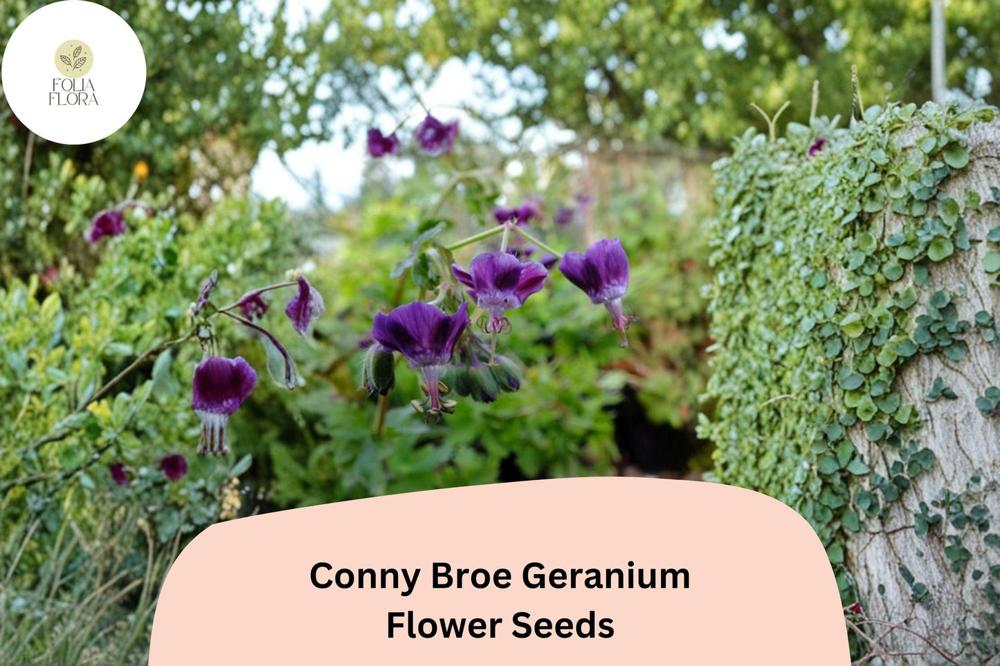 25+ Conny Broe Geranium Seeds - Hardy Purple Perennial Ground Cover Plant