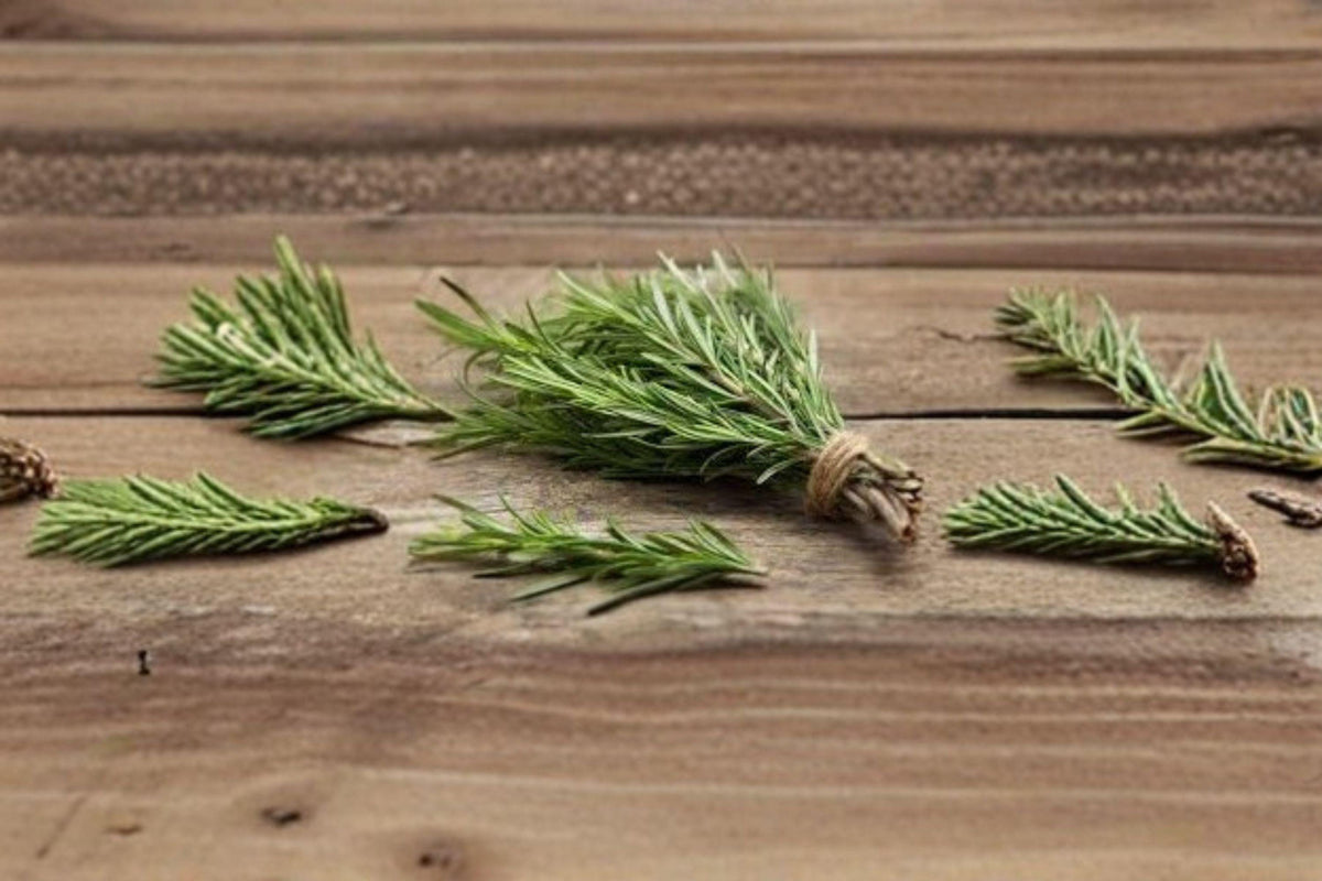 Rosemary Herb Seeds - 50 Non-GMO Seeds | Fragrant Evergreen Culinary Herb | Salvia rosmarinus
