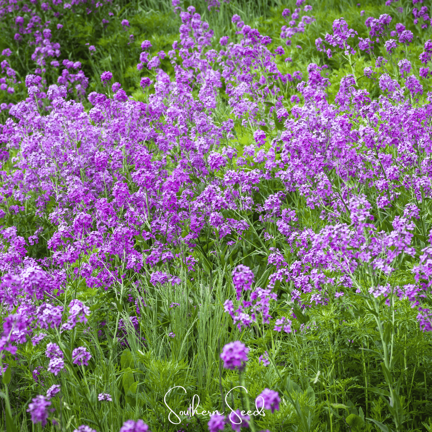 Dames Rocket Seeds 200 Pack | Heirloom Sweet Rocket | Purple & White Flowers | Edible Flowers & Shoots | Hesperis matronalis