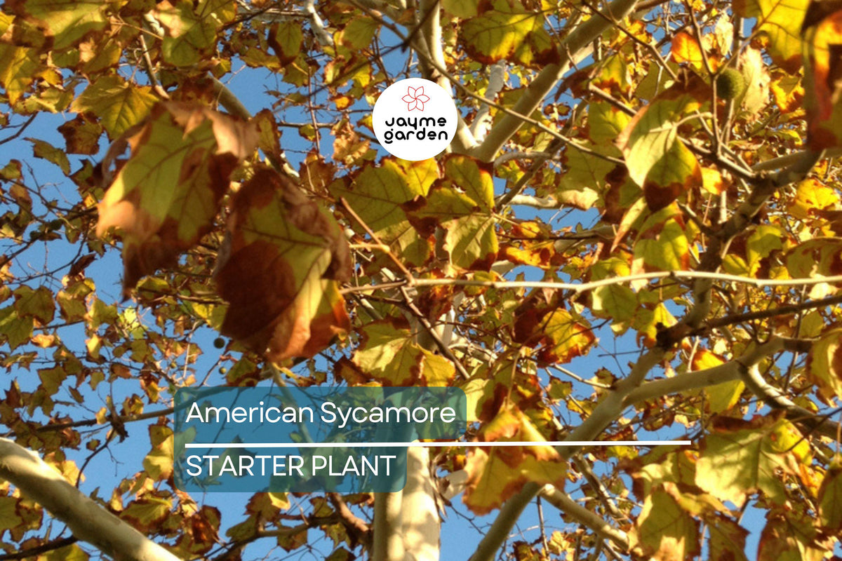 American Sycamore Tree Starter Plant | 2-3 Feet Bare Root | Fast-Growing Shade Tree | Platanus occidentalis | Zones 3-9