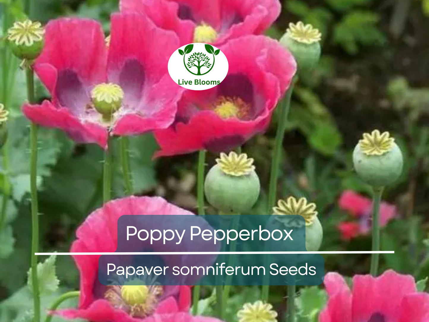 1000 Poppy Pepperbox Seeds - Pink/Purple Edible Flowers, Non-GMO, USA Grown, Large Blooms for Garden & Cooking