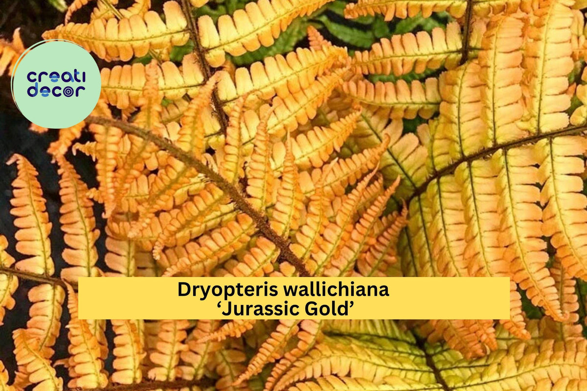 Live Dryopteris 'Jurassic Gold' Fern - Hardy Perennial Shade Plant with Golden Foliage for Woodland Garden or Containers