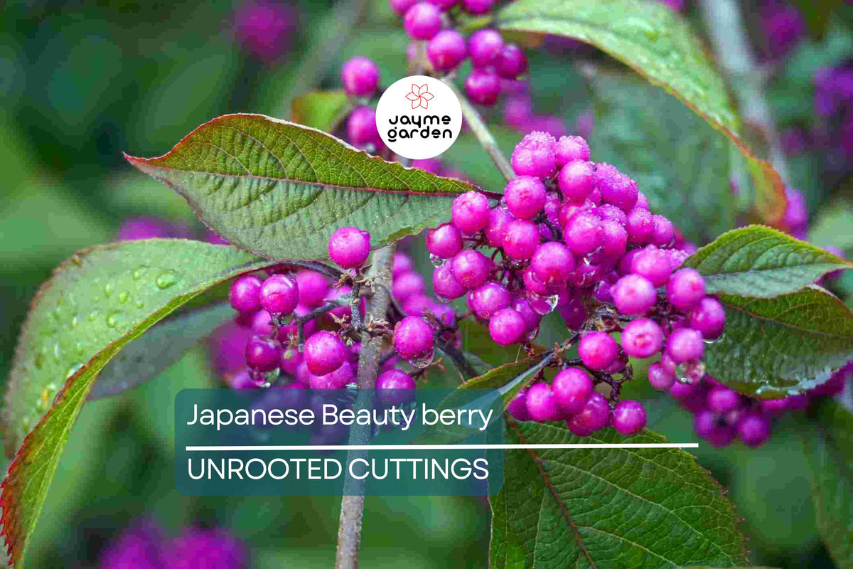 Organic Japanese Beautyberry Cuttings | 5-7” Unrooted Edible Plant | Purple Berries | Callicarpa japonica | Wildlife Friendly