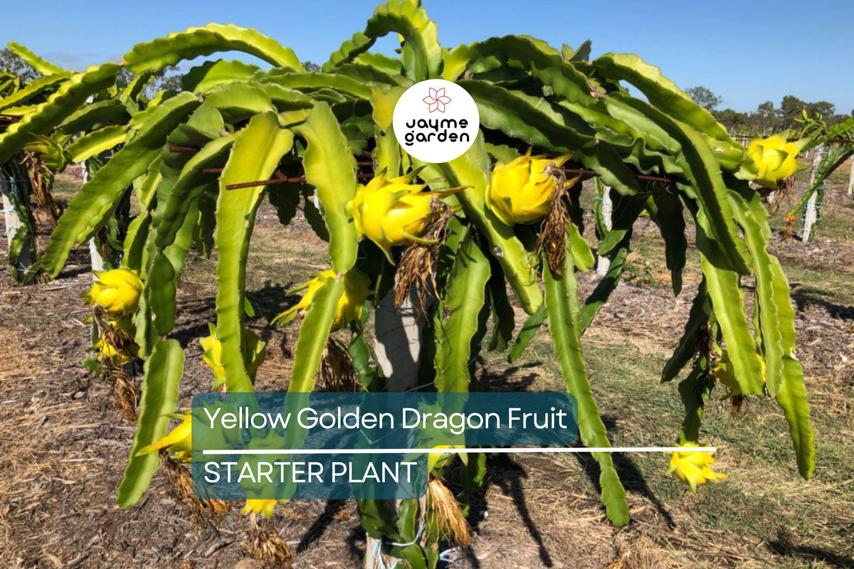 Yellow Golden Dragon Fruit Seedling 3”-5” Selenicereus megalanthus Potted Plant, Sweet White Flesh, Easy Care Tropical Cactus