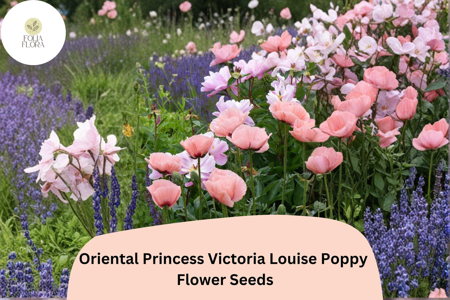 200+ Oriental Princess Victoria Louise Poppy Seeds – Pink Perennial Flowers, Easy to Grow