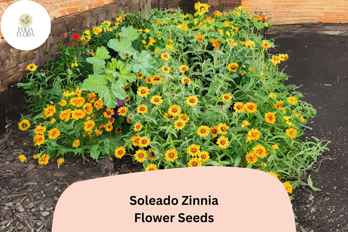 100+ Soleado Zinnia Seeds - Golden Yellow Non-GMO Annual Flowers (Zinnia elegans) for Garden Planting & Cut Flower Arrangements