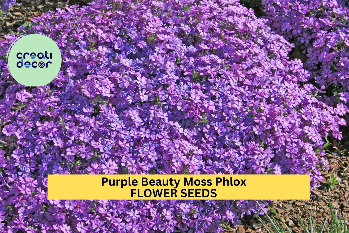 Purple Beauty Moss Phlox Seeds - 100+ Seeds - Lavender-Purple Groundcover - Phlox subulata - Perennial for Gardens & Slopes