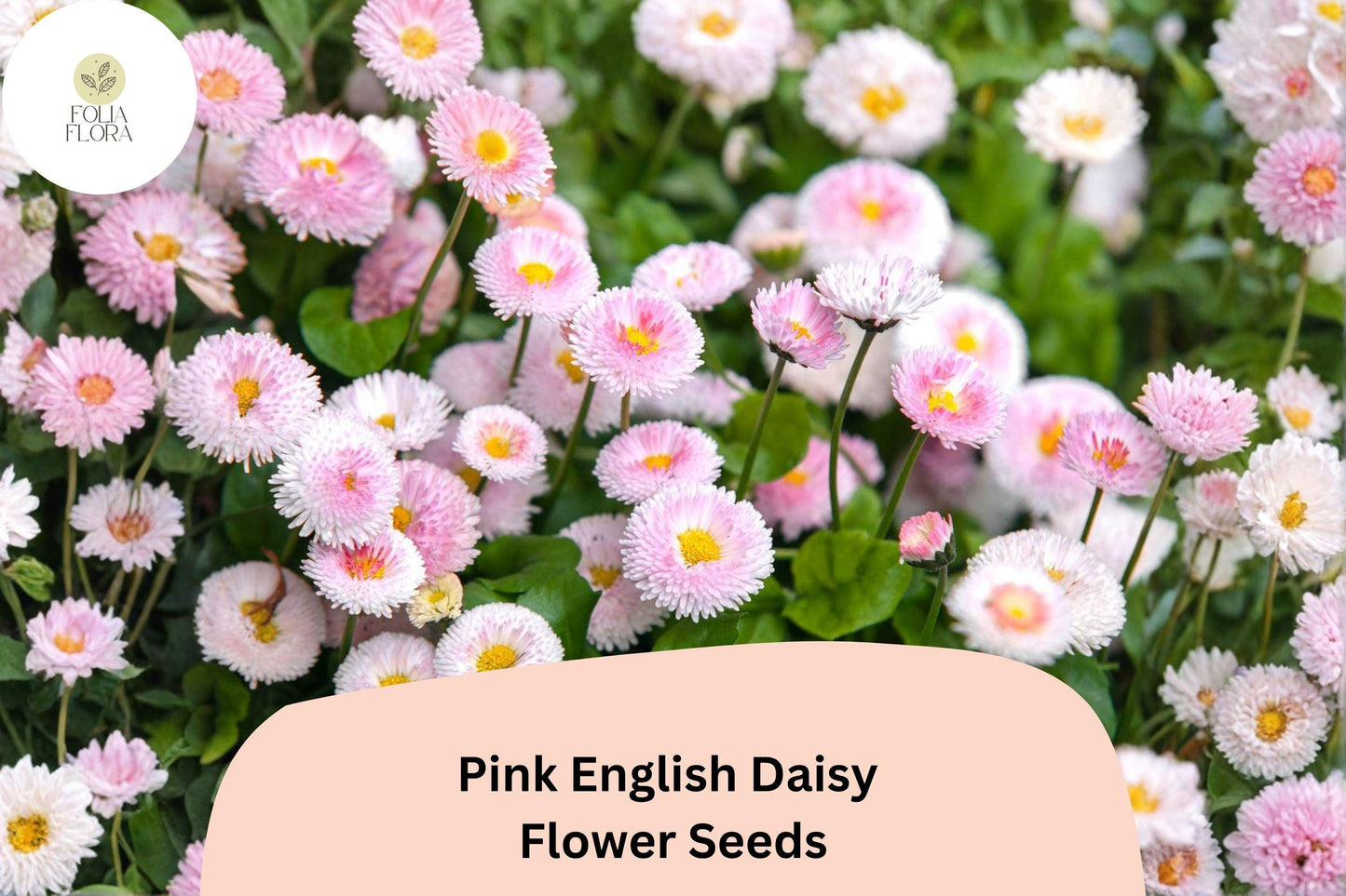 200+ Pink English Daisy Seeds | Bellis perennis | Easy-Care Perennial with Charming Pink Blooms