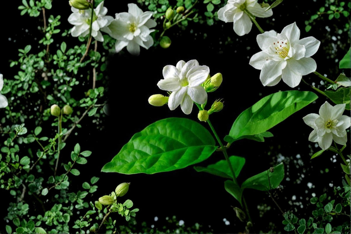 Night Blooming Jasmine Cuttings - 5 Fresh Fragrant Cuttings - Cestrum nocturnum - Fast-Growing Flowering Shrub