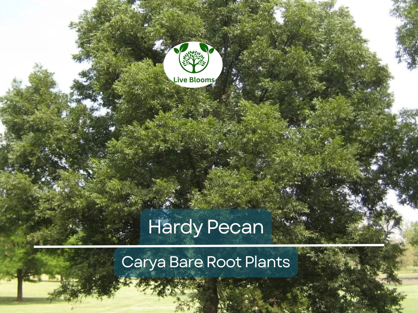 2 Hardy Pecan Tree Seedlings 12-16” Bare Root Nut-Bearing Shade Trees for Orchards & Large Yards