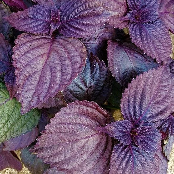 Red Aka Shiso Perilla Seeds 3pcs 500mg - Purple Culinary Herb for Pickles & Garnishes (Perilla frutescens var. crispa)