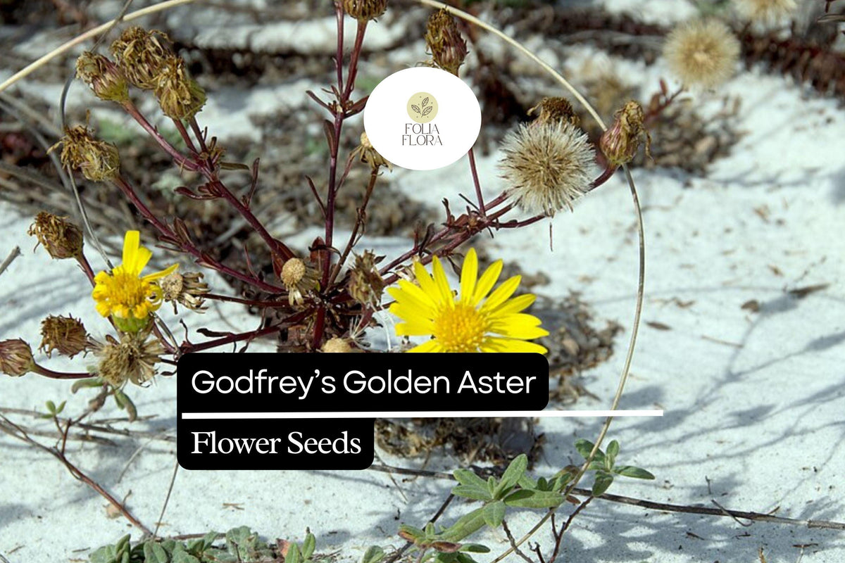 25 Godfrey's Golden Aster Seeds | Chrysopsis godfreyi | Native Wildflower for Bees & Butterflies | Yellow Blooms
