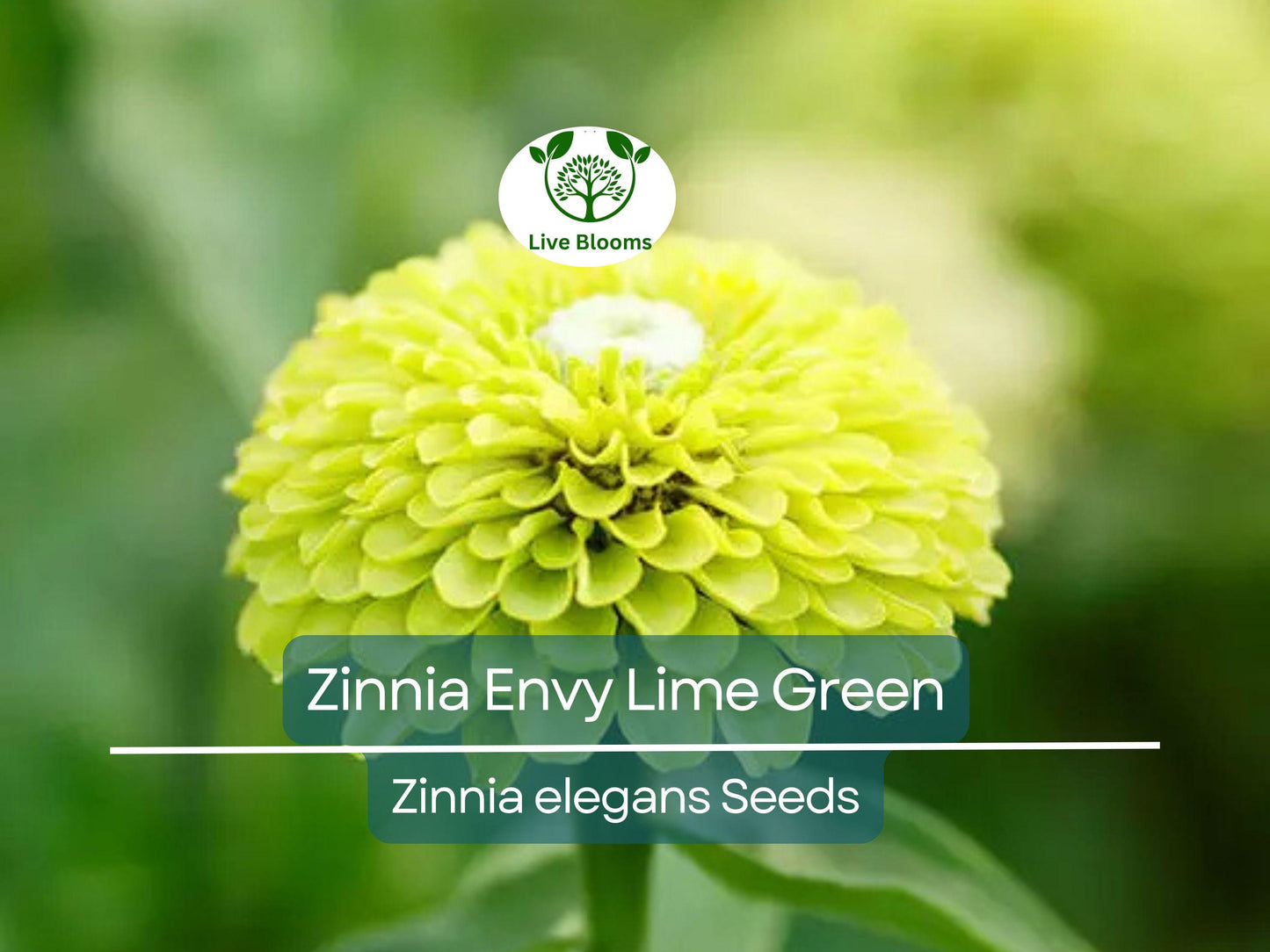 200 Seeds Zinnia Envy Elegans Lime Green - Rare Non-GMO Pollinator-Friendly Garden Blooms