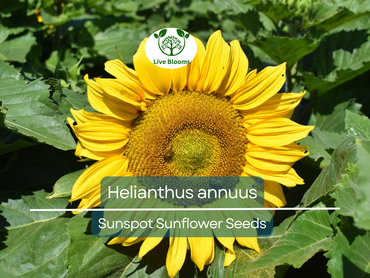 Sunspot Sunflower Seeds - 1 Gram Dwarf Variety with Bright Yellow Blooms - Helianthus annuus - Ideal for Gardens & Pollinator Habitats