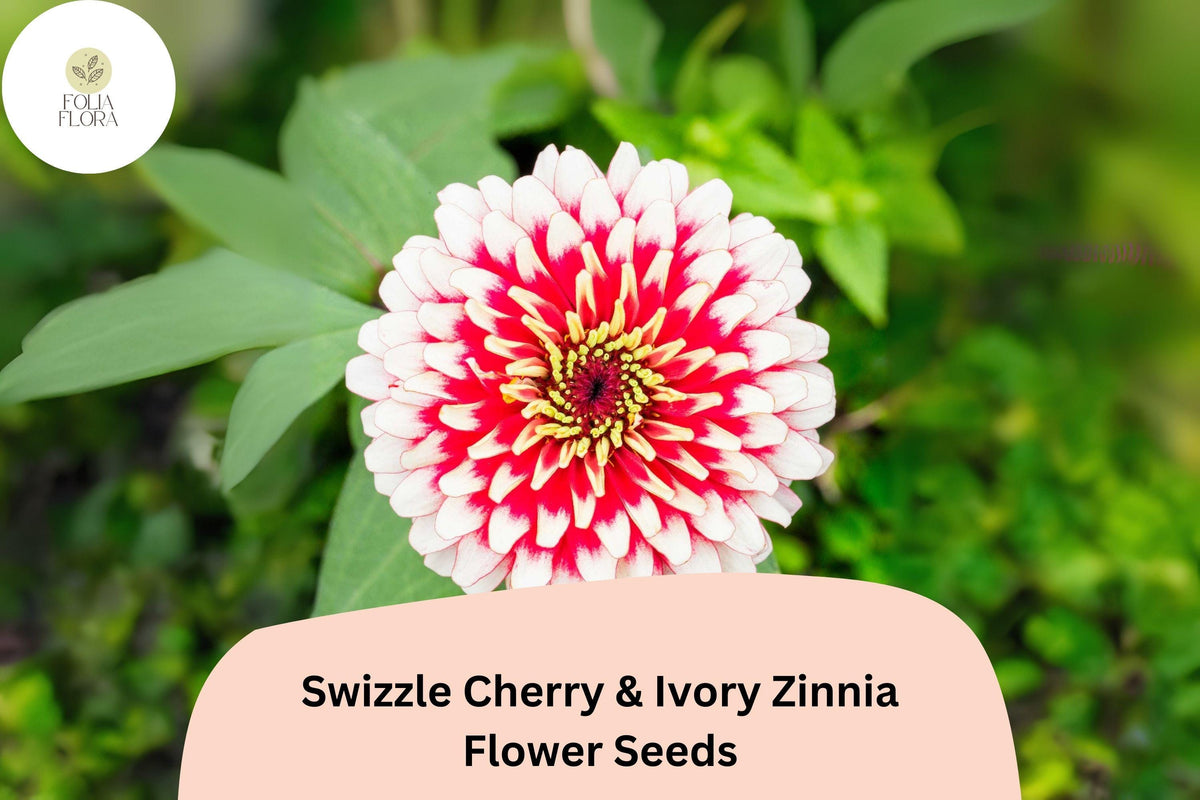 Zinnia Seeds - 100+ Swizzle Cherry & Ivory - Bi-Color Blooms, Non-GMO Zinnia elegans, Attracts Pollinators, Easy to Grow