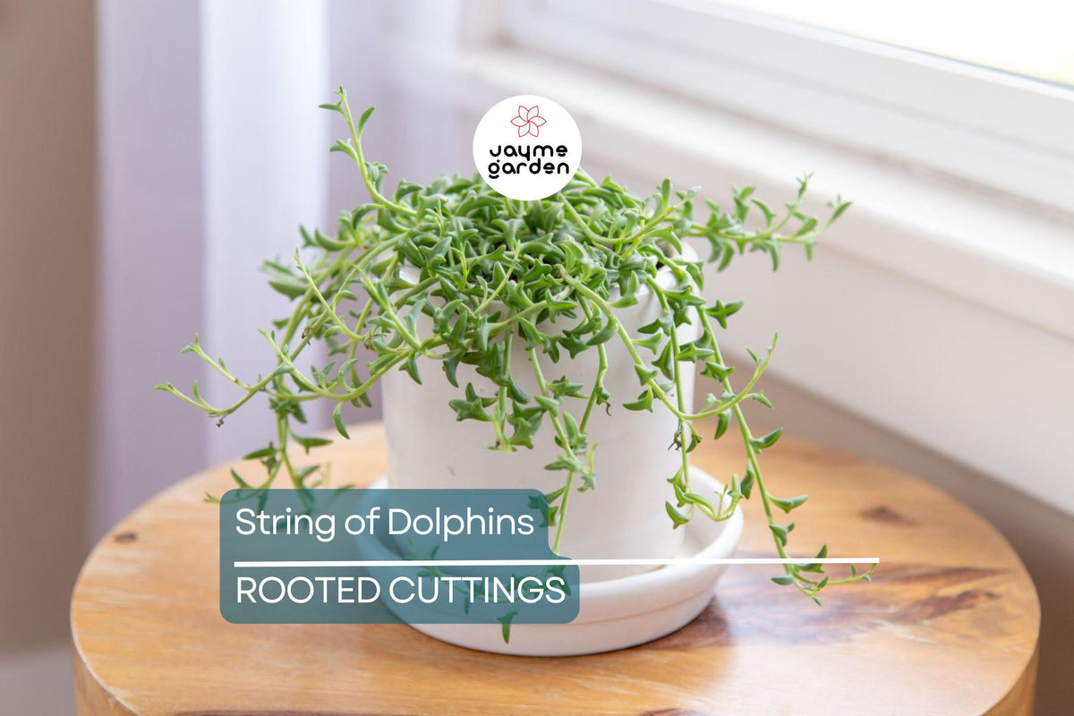 12 Cuttings String of Dolphins Succulent Plant, Senecio peregrinus, Fresh Organic Cuttings (4-8 Inches), Easy-to-Grow Indoor/Outdoor