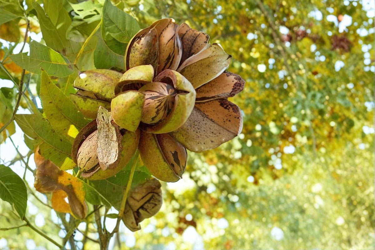 Stewart Pecan Live Plants - 2 Bare Root Nut Trees (Carya illinoinensis) for Edible Nuts and Ornamental Landscapes