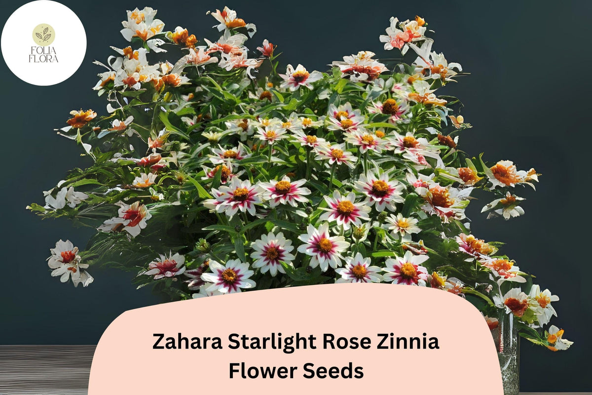 Zahara Starlight Rose Zinnia Seeds - 100+ Non-GMO Hybrid Annuals (Zinnia marylandica) - White & Rose-Red Blooms for Garden Borders