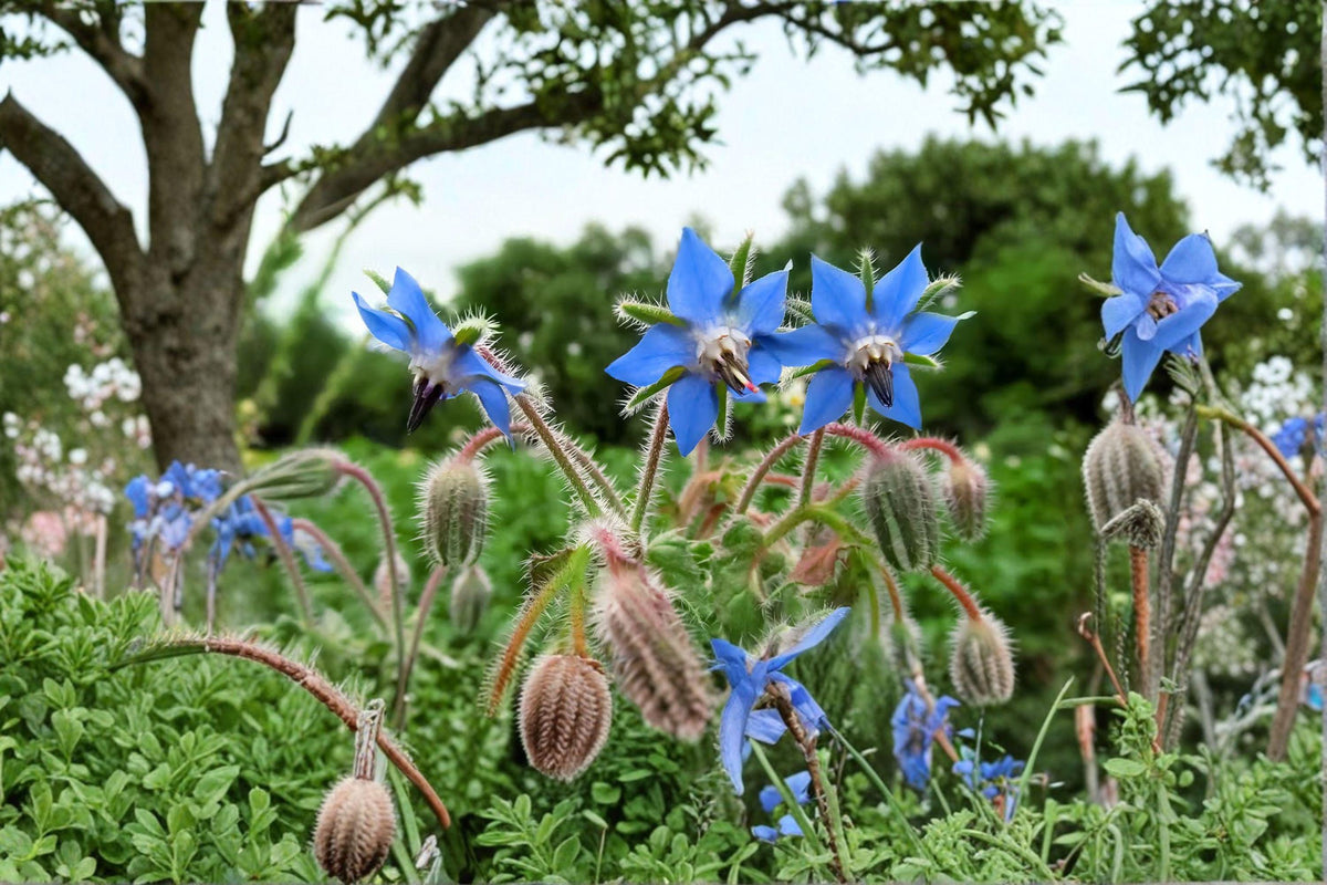 Borage Seeds - 50 Pack - Edible Flowers - Borago officinalis - Cucumber Flavor - Pollinator Magnet - Annual Herb