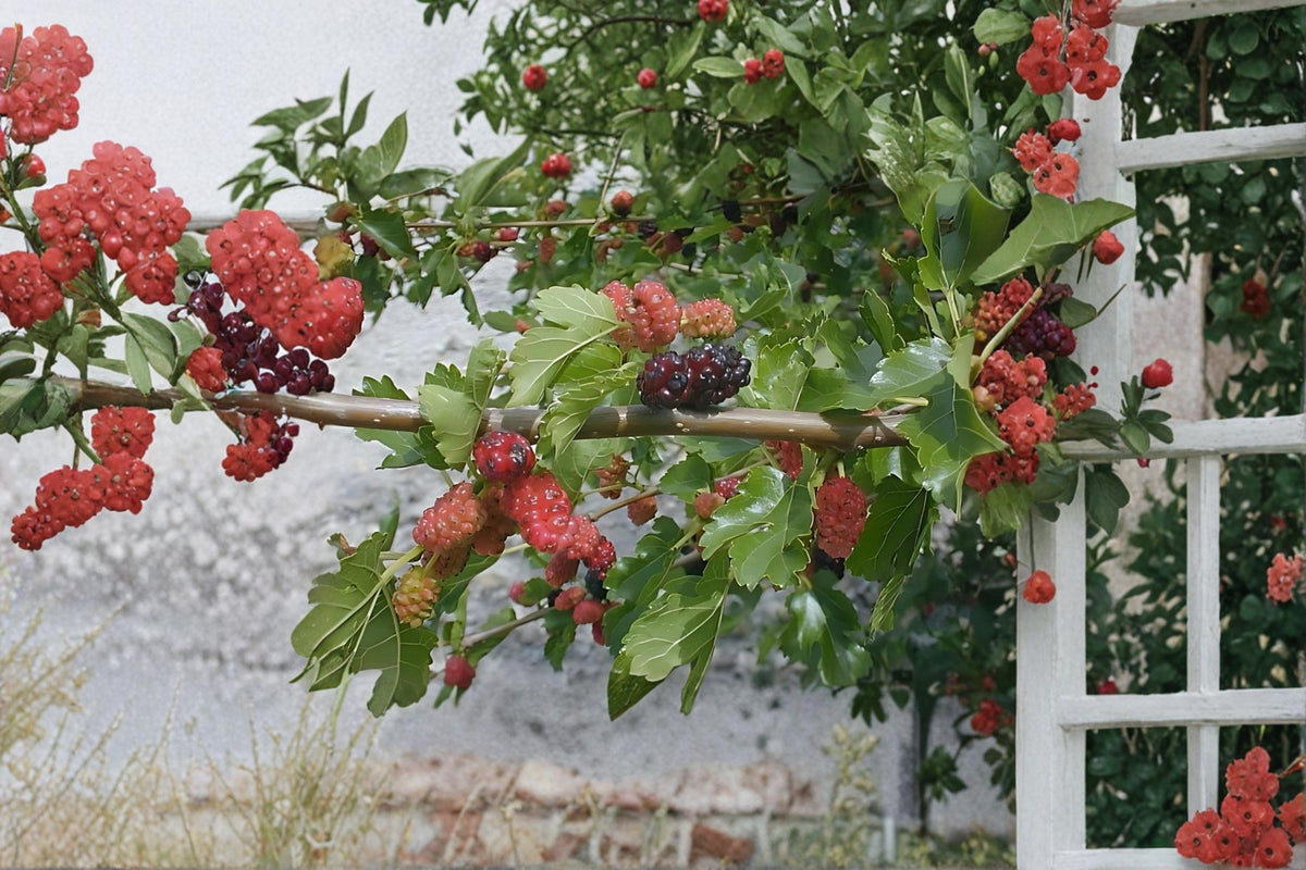 White Mulberry Live Plants 2 Pack 18" Tall Morus alba Edible Fruit Tree for Garden and Landscape