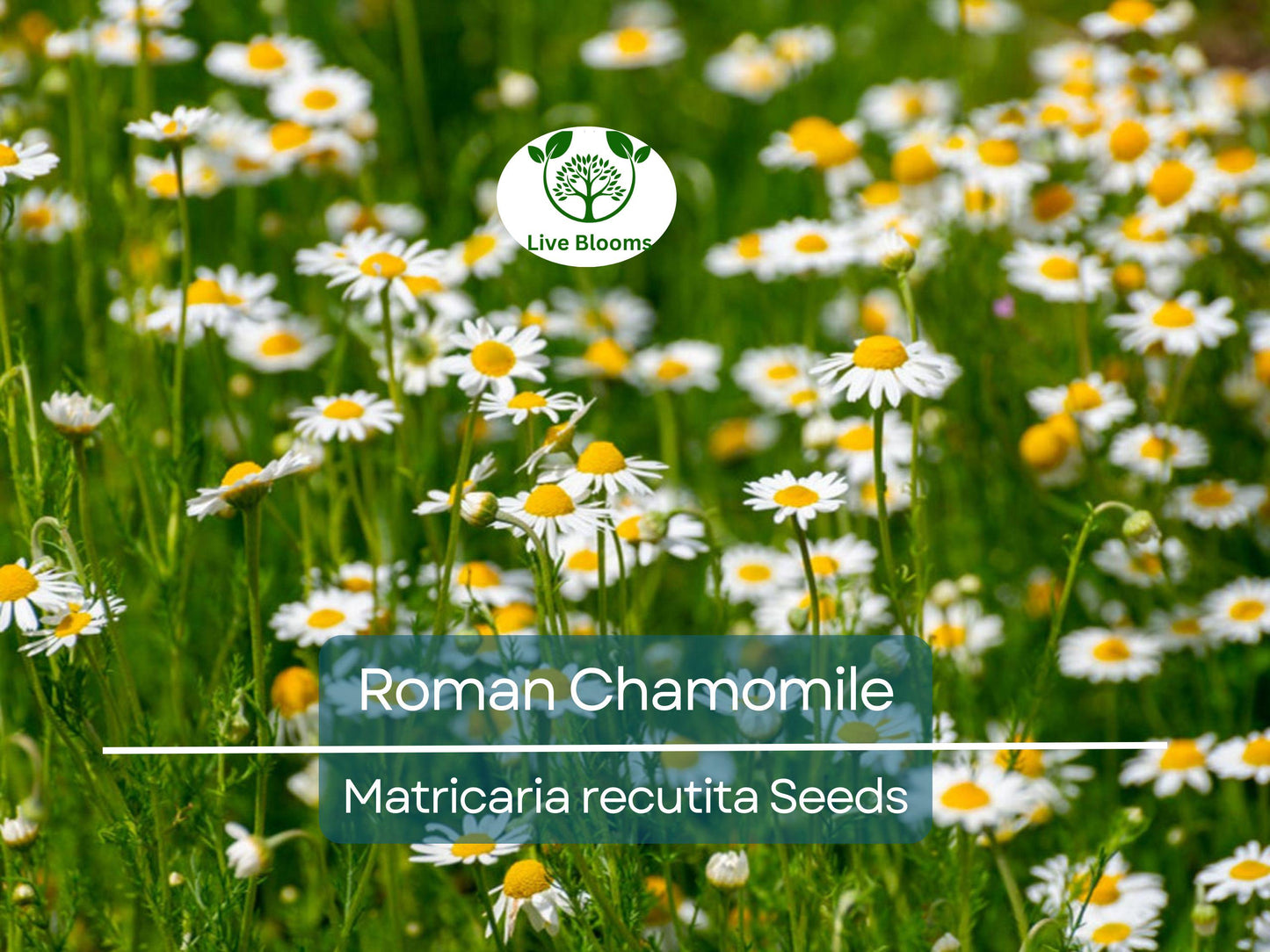 500 Seeds Roman Chamomile Herb Heirloom Non-GMO Perennial Aromatic Tea Garden