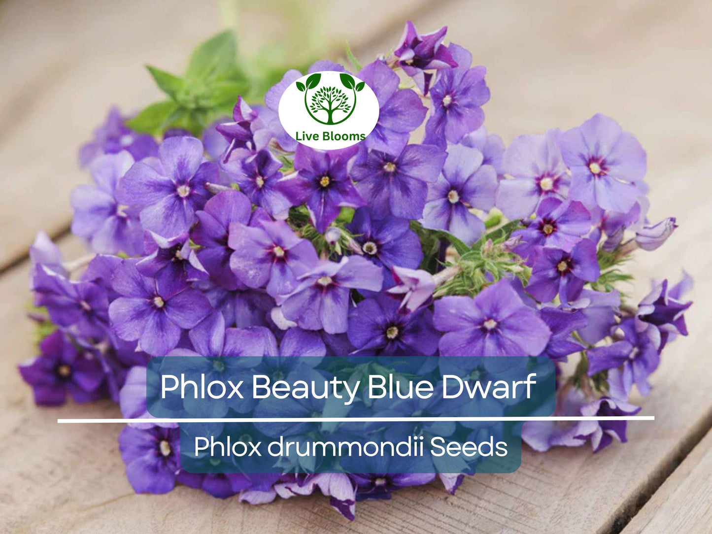 100 Phlox Beauty Blue Dwarf Seeds - Rare Blue Blooms, Non-GMO, Compact Perennial for Pollinator Gardens
