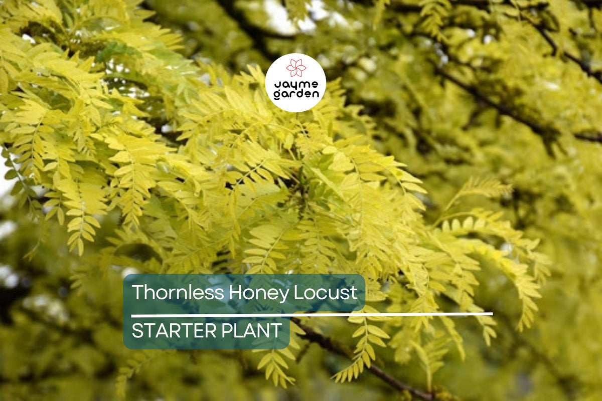 Thornless Honey Locust Tree 18"-24" Bare Root Seedling | Fast-Growing Gleditsia triacanthos 'Inermis' with Yellow Flowers