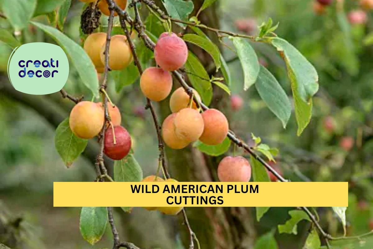 12 Wild American Plum Cuttings | Unrooted Edible Native Tree | Prunus Americana | Grafting Wood for Wildlife Habitat