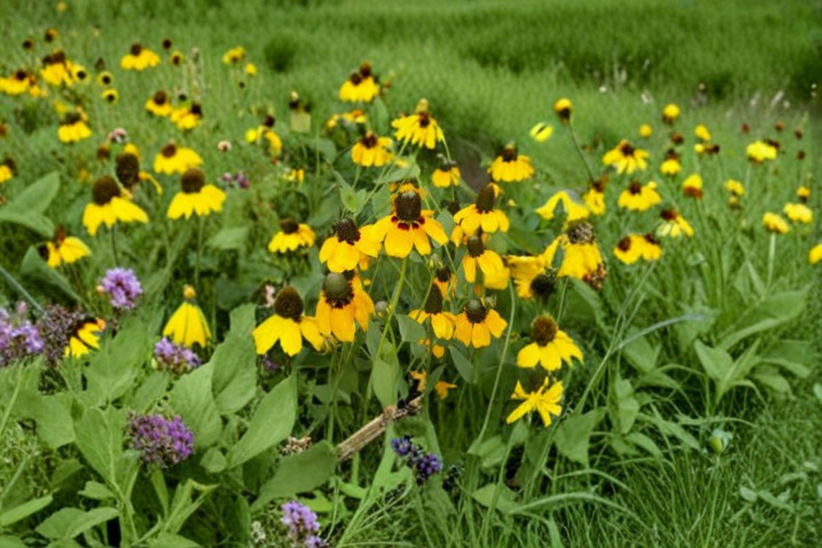 Clasping Coneflower Seeds 200 Pack | Yellow & Red Wildflower | Rudbeckia amplexicaulis | Native Pollinator Garden Favorite