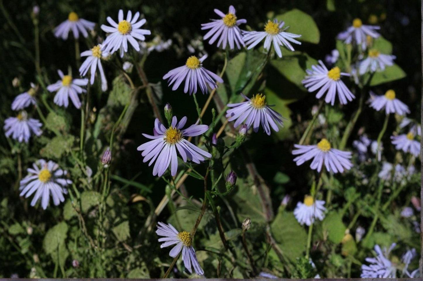 100 Prairie Aster Seeds Symphyotrichum turbinellum Native Wildflower for Pollinator Gardens, Drought Tolerant