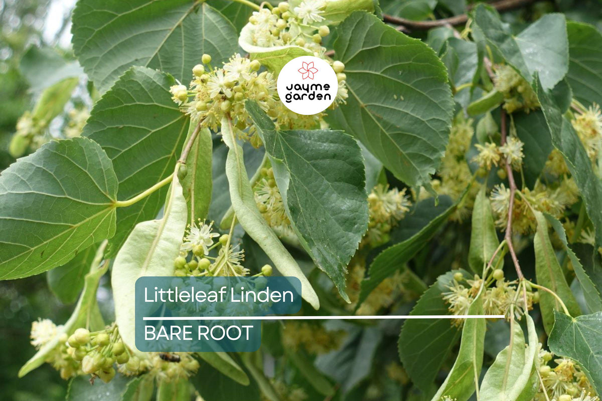 Live Bare Root Littleleaf Linden Tree, Tilia Cordata, Pyramidal Shape, Fragrant Yellow Flowers, Shade Tree, 2-3’ Tall, Zones 3-8