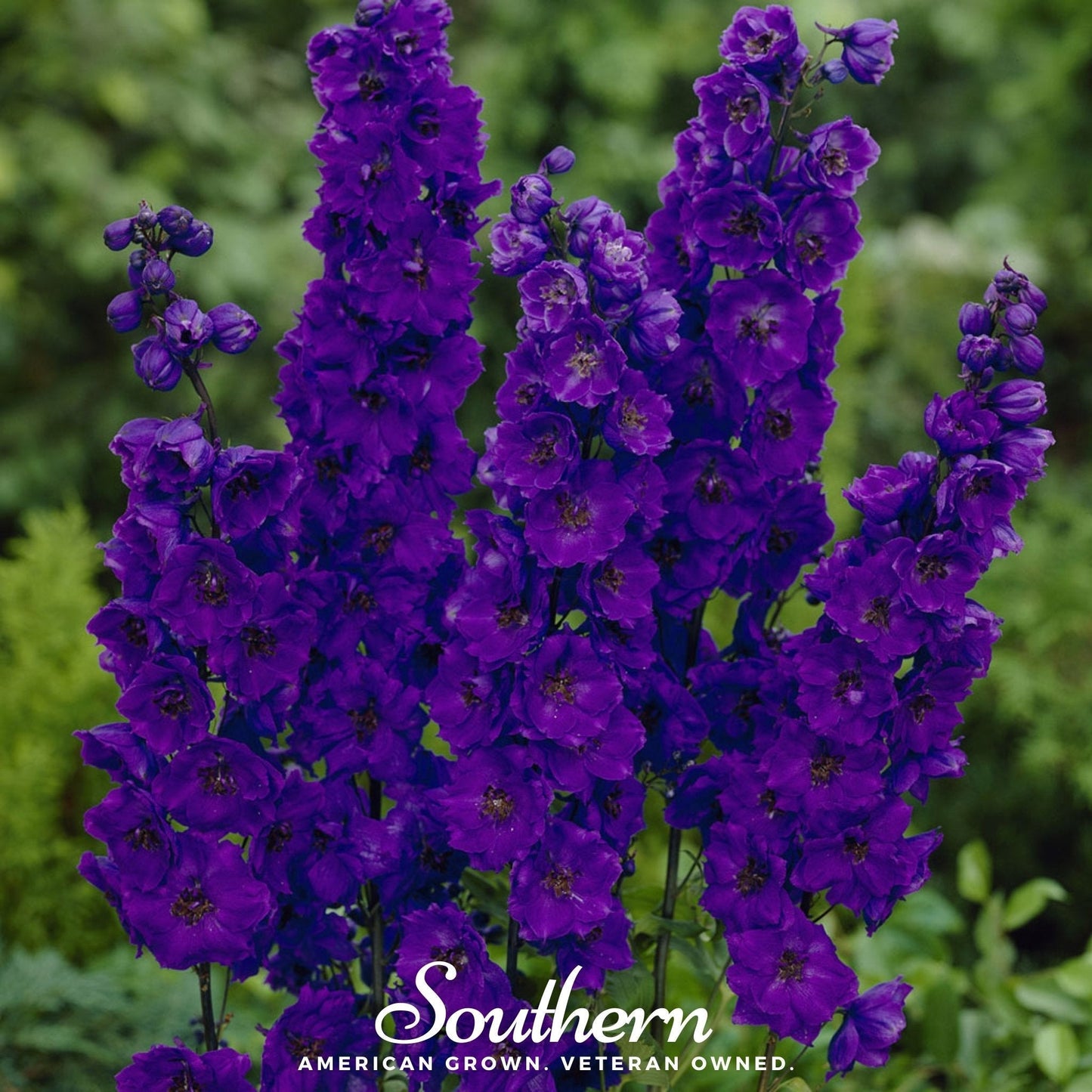 Black Knight Delphinium Seeds – Perennial Pollinator-Friendly Deer Resistant, Deep Violet Flowers, Delphinium x cultorum, 25 Seeds