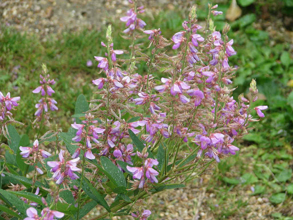 Desmodium canadense Seeds β Showy Tick Trefoil Native Perennial Wildflower for Pollinators & Soil Improvement (25 Seeds)