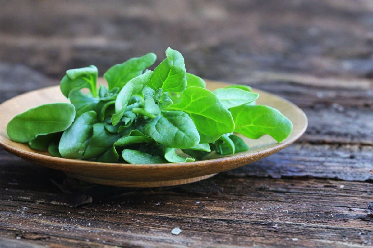 New Zealand Spinach Seeds - 100 Count - Heat-Tolerant Greens - Tetragonia tetragonioides - Summer Harvest Alternative