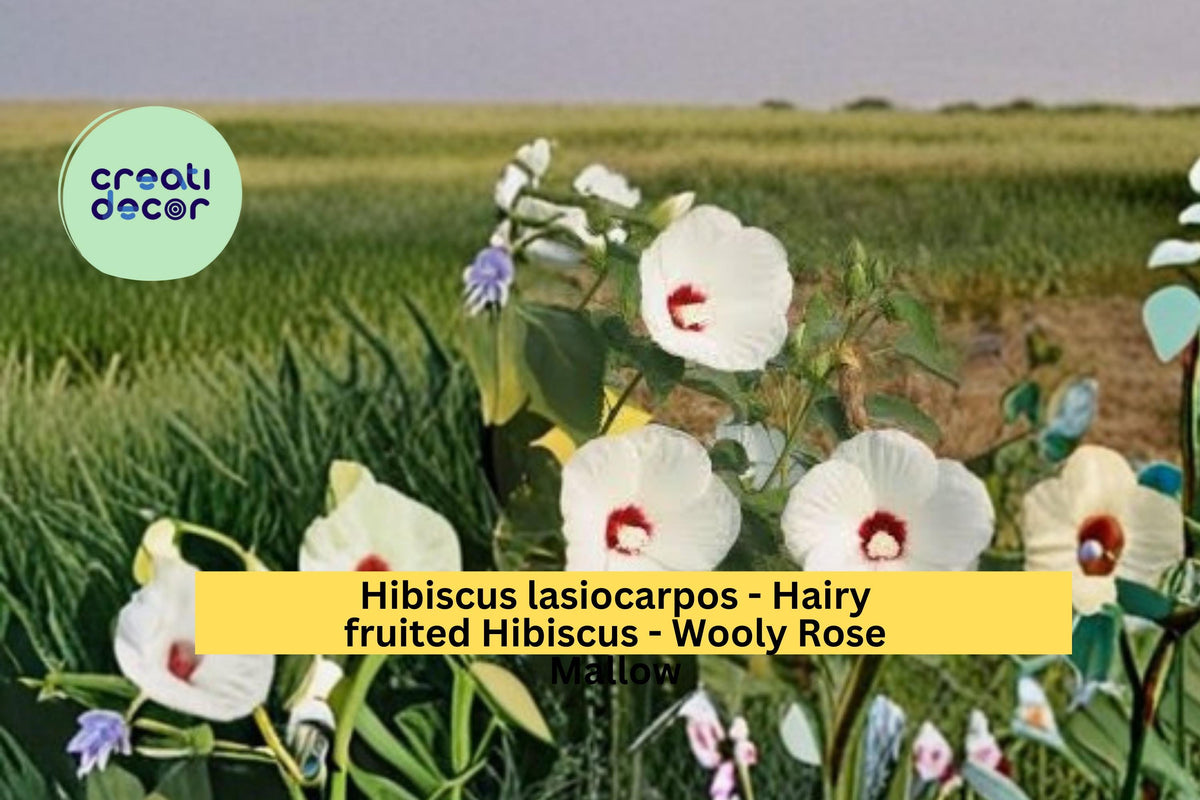 Woolly Rose Mallow Seeds 25 Count Pink Hibiscus Flowers Hibiscus lasiocarpos Native Perennial Garden Plant Seeds
