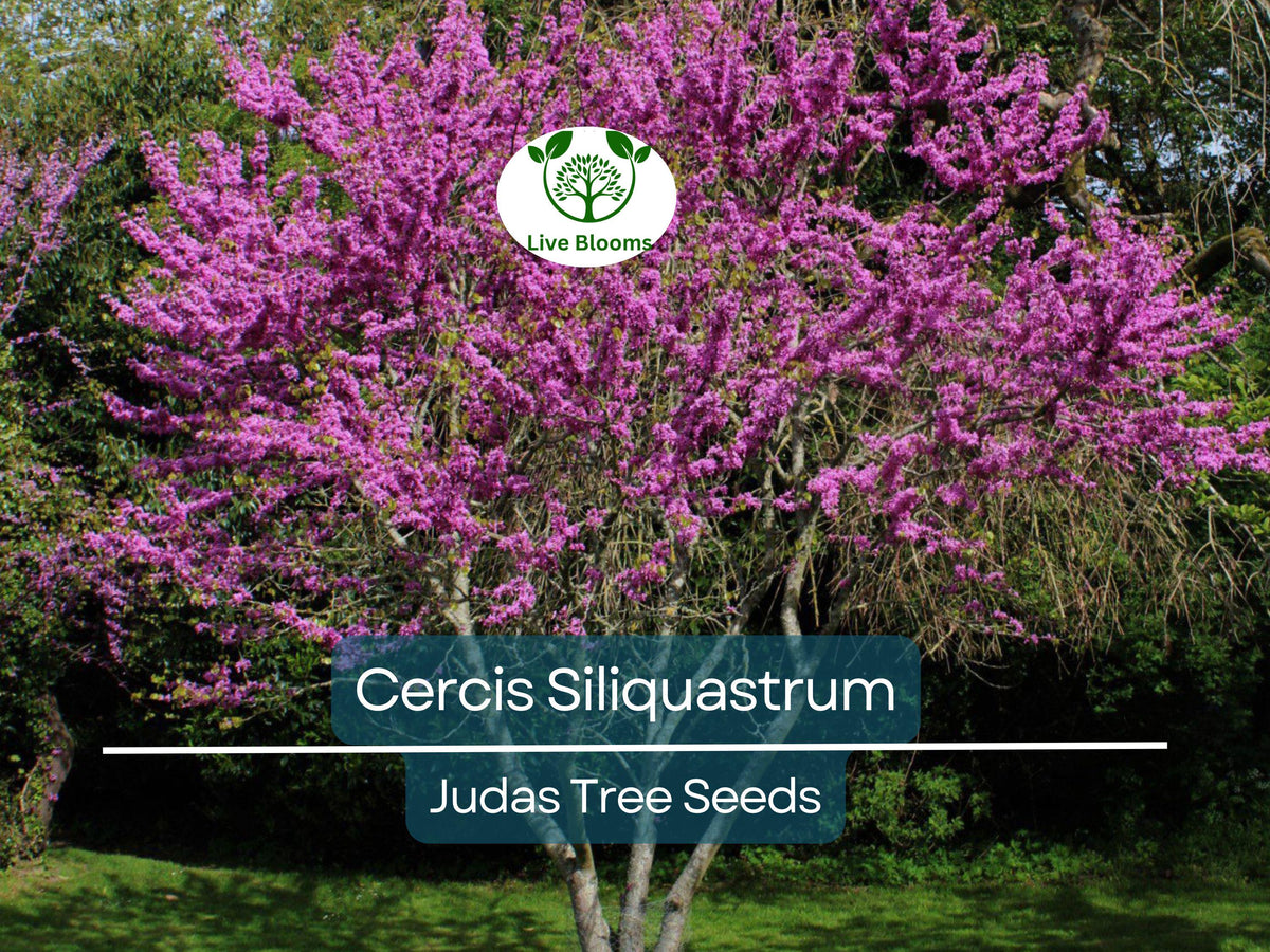 10 Seeds Cercis Siliquastrum Judas Tree - Flowering Ornamental Tree for Landscaping, Gardens, and Bonsai - Hardy & Low Maintenance
