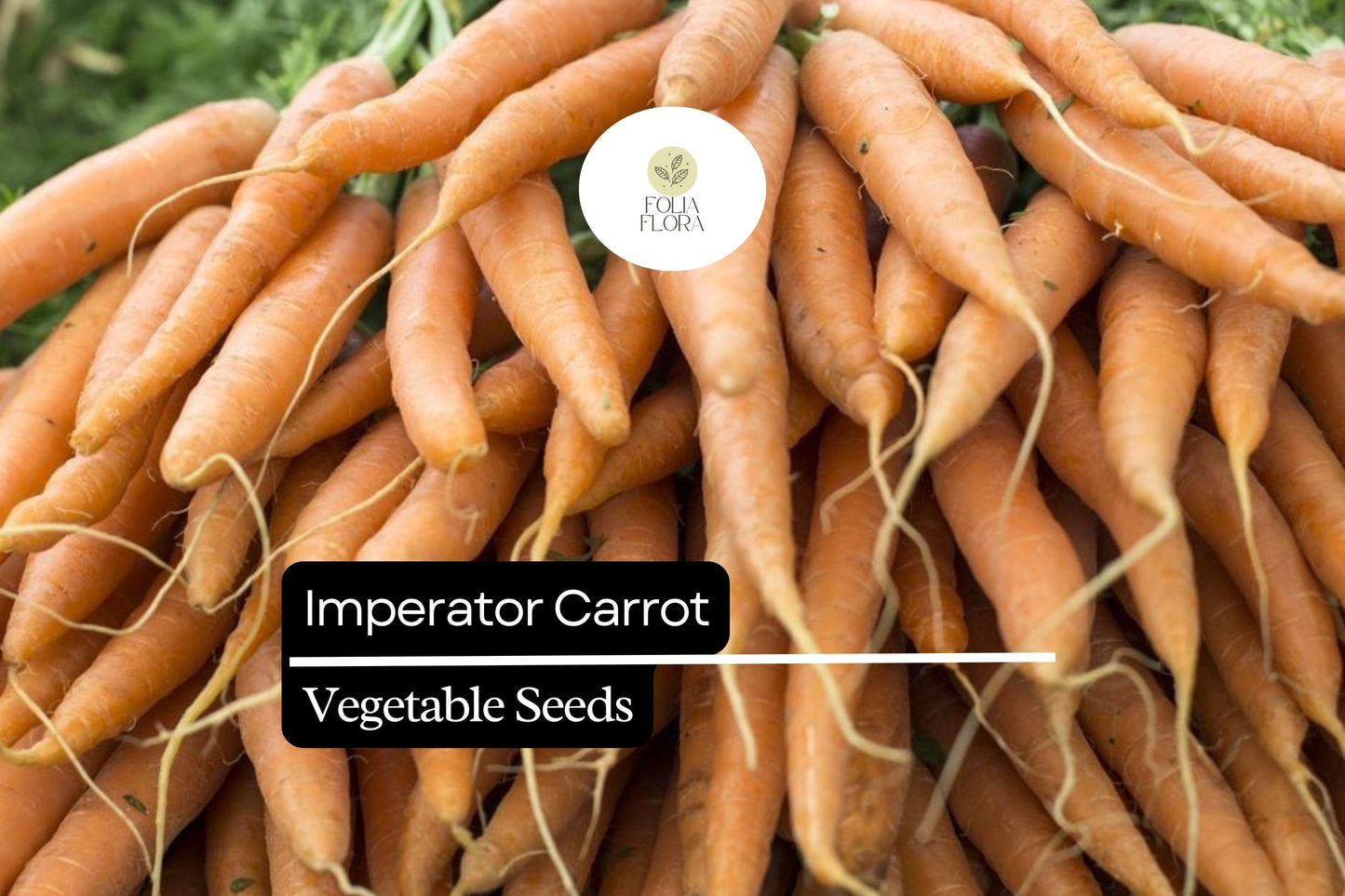 300 Imperator Carrot Seeds – Heirloom Long Sweet Carrots for Juicing & Gardening